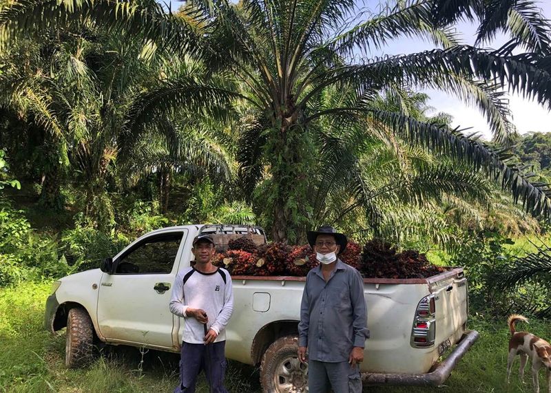 Small oil palm farmers face survival crisis in risk to future output