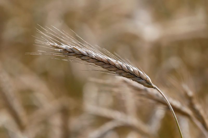 © Reuters. Колос пшеницы в поле в Красноярском крае