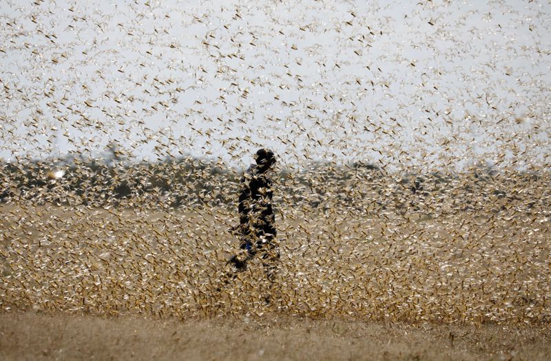 &copy; Reuters. FILE PHOTO:  A man attempts to fend-off a swarm of desert locusts at a ranch near the town of Nanyuki in Laikipia county