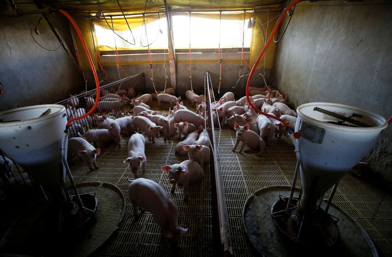 © Reuters. Criação de porcos em Carambeí (PR)