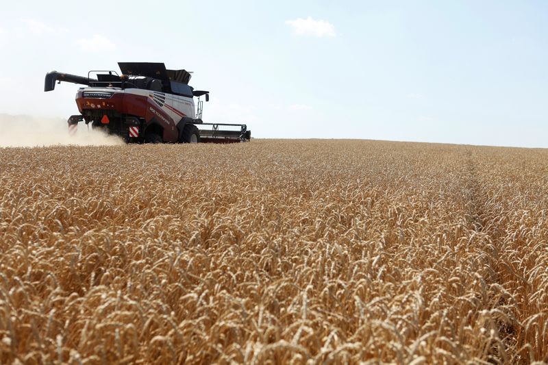 Экспортные цены пшеницы РФ выросли после снижения прогнозов урожая