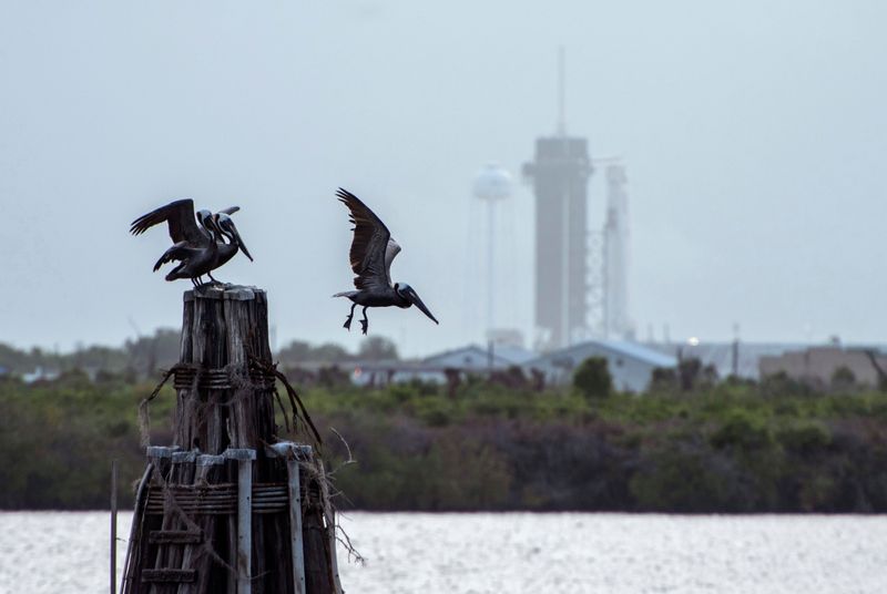 © Reuters. Pelican takes flight as the SpaceX Crew Dragon sits atop a Falcon 9 booster rocket on Pad 39A at Kennedy Space Center in Cape Canaveral