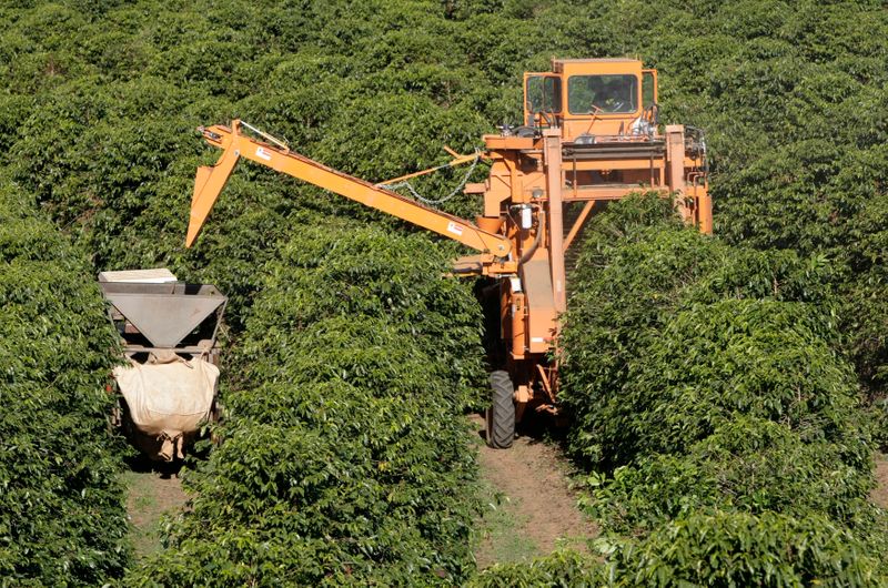 © Reuters. Colheita de café arábica em Alfenas (MG)