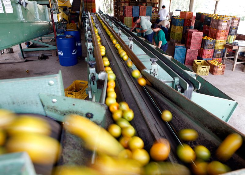 © Reuters. Trabalhadores selecionam laranjas em Limeira (SP)