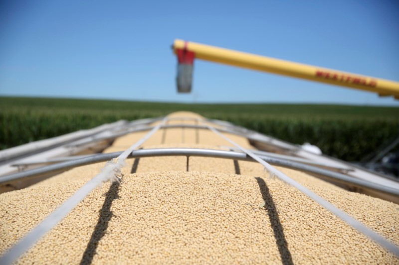 © Reuters. An auger stands over a trailer of soybeans at a farm in Tiskilwa, Illinois