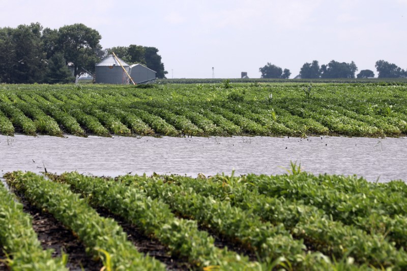 &copy; Reuters. Soybeans grow in a flooded field near Adel, Iowa