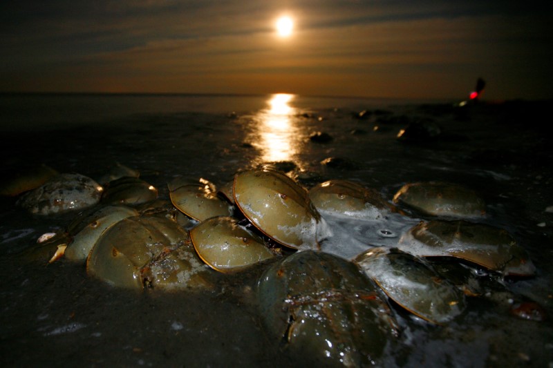 &copy; Reuters. FILE PHOTO: Atlantic Horseshoe crabs come ashore to spawn and lay eggs on Pickering beach in Delaware Bay under a full moon