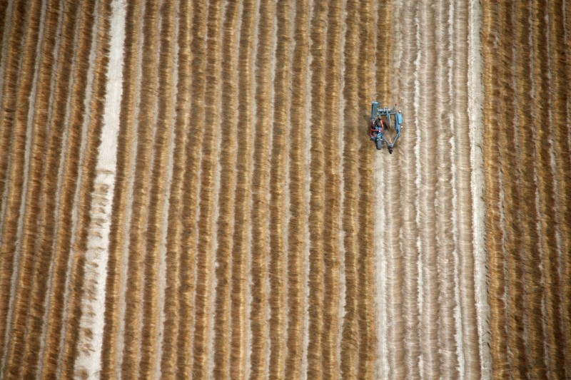 &copy; Reuters. FILE PHOTO: A farmer works in a flax field after harvest in Marck-en Calaisis, near Calais