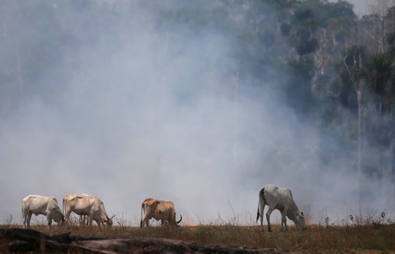 &copy; Reuters. Gado em área queimada da Amazônia
