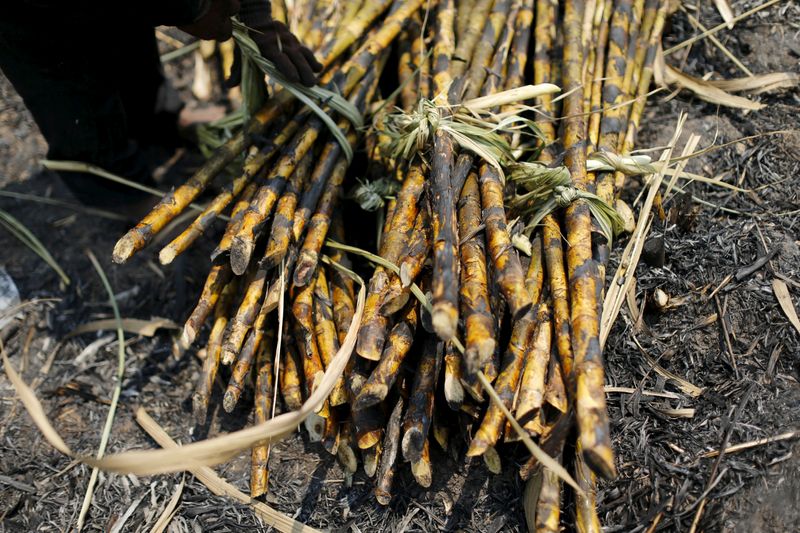 &copy; Reuters. FILE PHOTO: Sugarcane is seen after being harvested in a field at Pakchong district in Ratchaburi province, Thailand