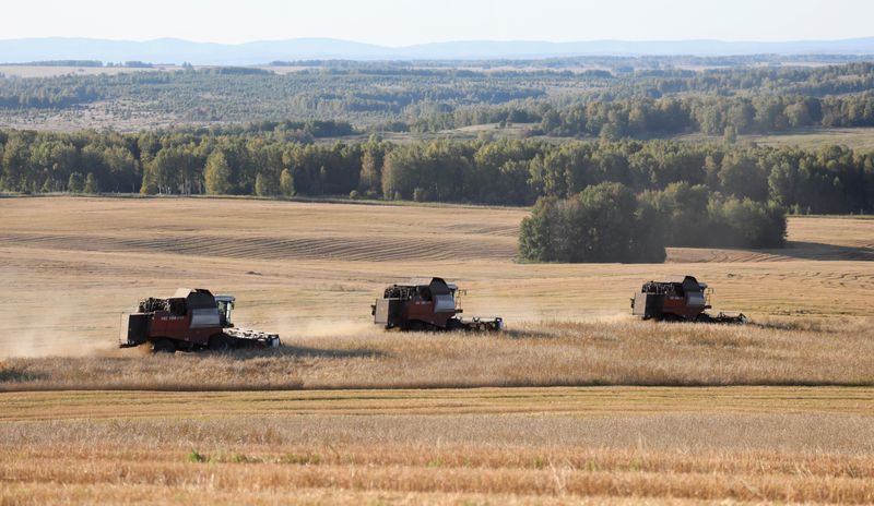 © Reuters. Комбайны убирают пшеницу в поле под Красноярском