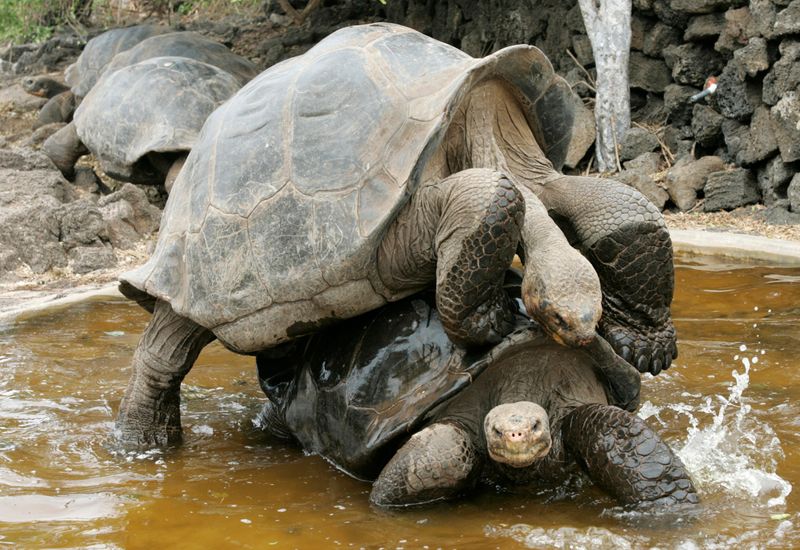 © Reuters. Tartarugas gigantes nas ilhas Galápagos