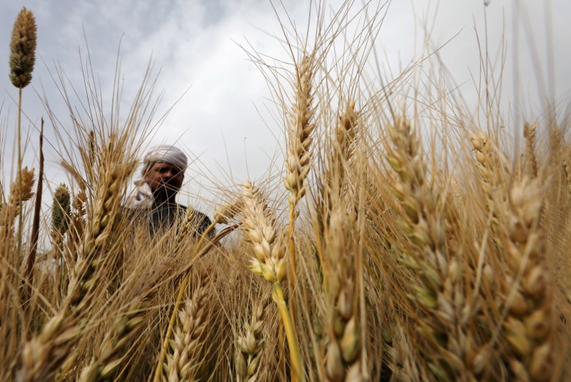 &copy; Reuters. مجلس الوزراء: مصر تشتري 3.5 مليون طن من القمح المحلي منذ بدء موسم الحصاد