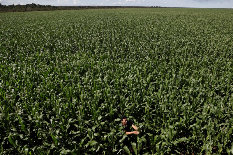 © Reuters. Área com plantio de milho em Campo Novo do Parecis (MT)