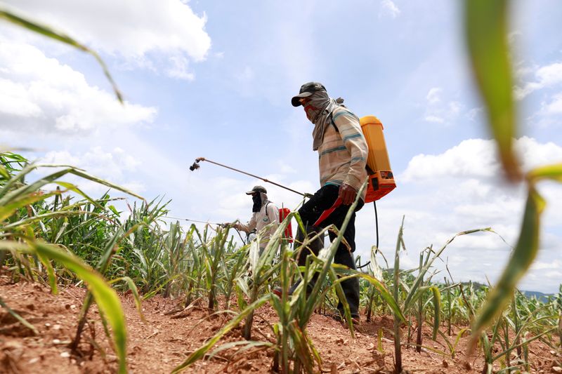 &copy; Reuters. FILE PHOTO: Workers spray insecticide at a maize field destroyed by Fall Army Worm at Pak Chong district in Thailand