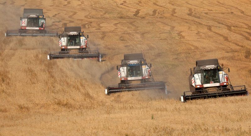 &copy; Reuters. Комбайны убирают пшеницу в поле в Красноярском крае