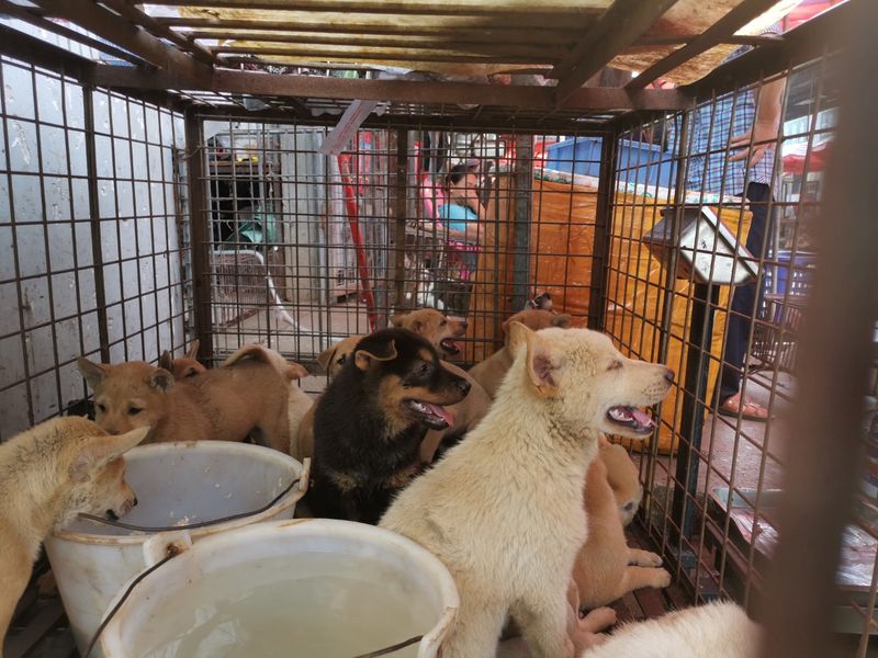 &copy; Reuters. Filhotes de cachorro em gaiola em mercado de Yulin