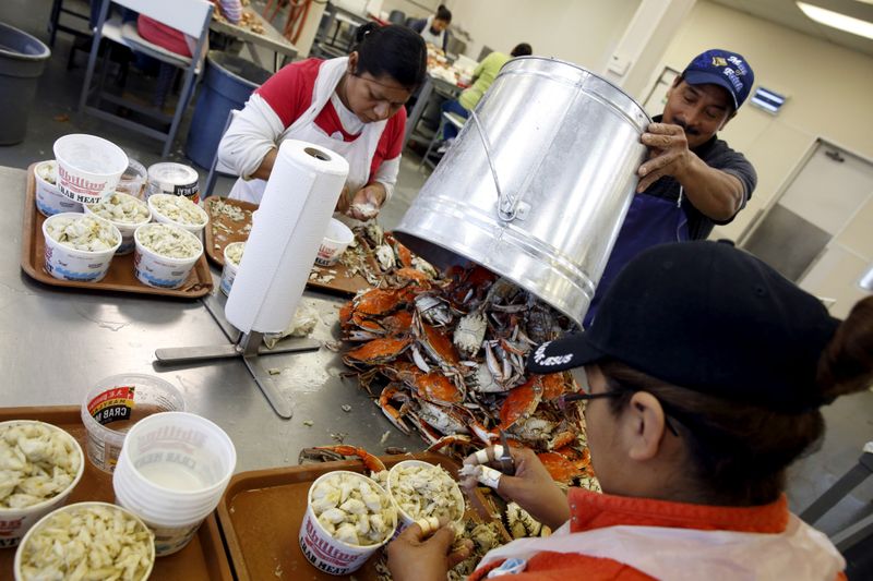 © Reuters. FILE PHOTO: Crab-Catching Blues