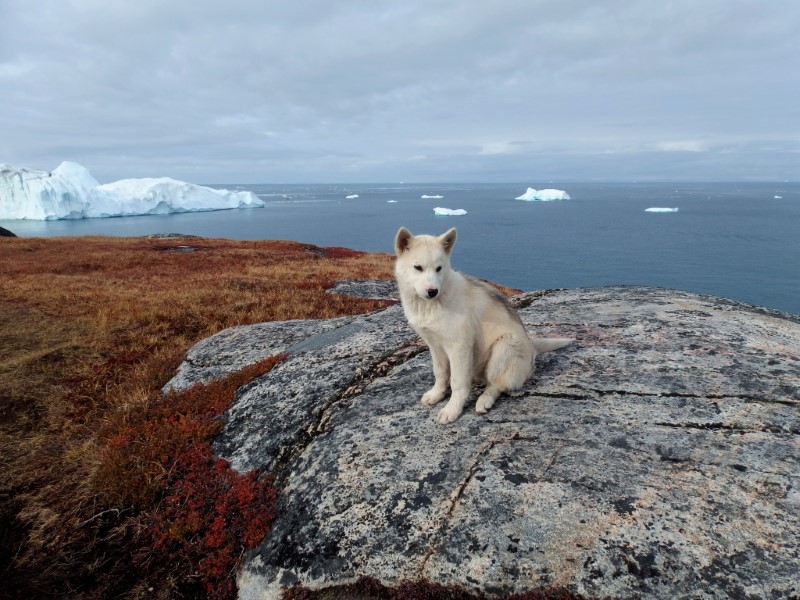 &copy; Reuters. FOTO DE ARCHIVO: Un perro de trineo en Groenlandia