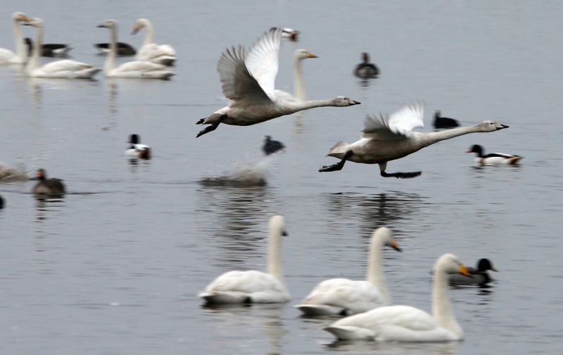 &copy; Reuters. FILE PHOTO: Whooper swans prepare for take off at the Martin Mere wetlands centre near Burscough, northern England