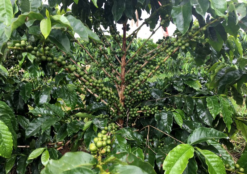 © Reuters. Pés de café em Guaxupé (MG)