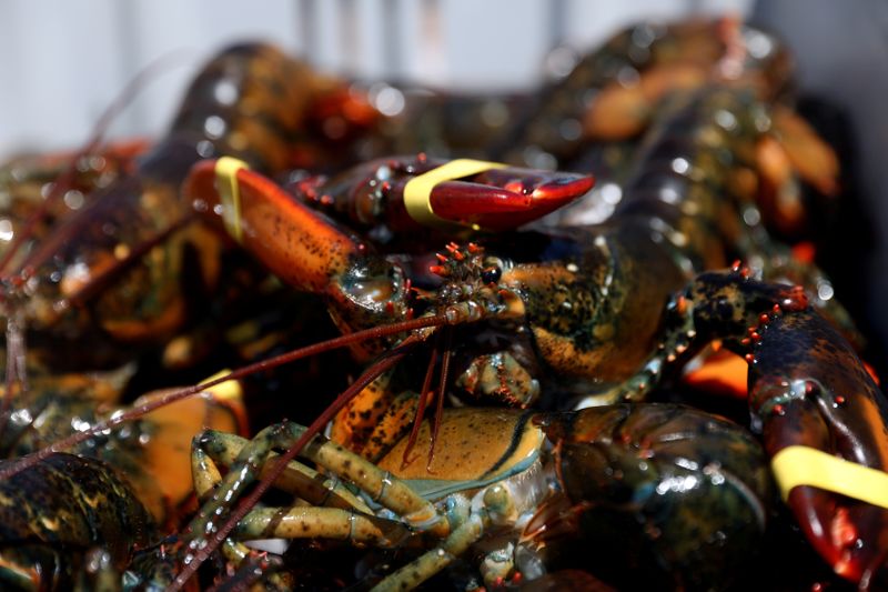 © Reuters. Lobsters are seen in a crate after being brought in by a lobsterman in Stonington