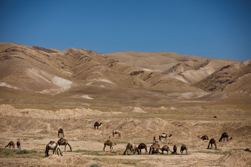 © Reuters. Los camellos pastan cerca de la antigua fortaleza del desierto de Hyrcania en Cisjordania, ocupada por Israel