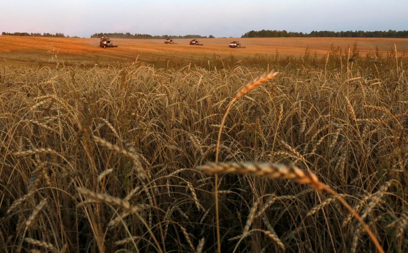 &copy; Reuters. Комбайны убирают пшеницу в поле в Красноярском крае