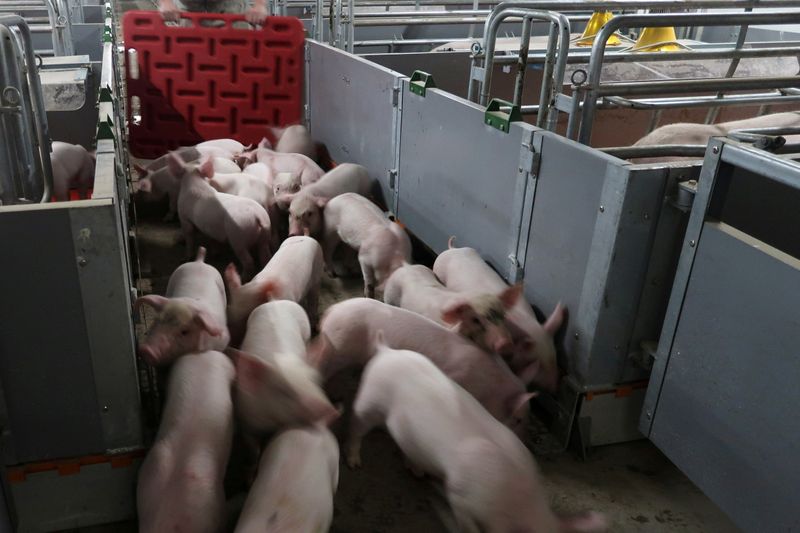 &copy; Reuters. باحثون صينيون يحذرون من فيروس جديد في الخنازير يمكن أن يتحول إلى جائحة بين البشر