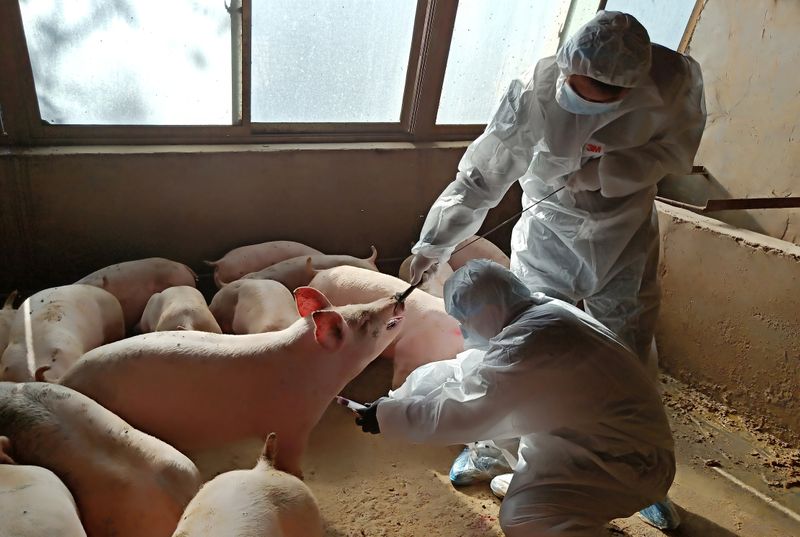 &copy; Reuters. FOTO DE ARCHIVO: Trabajadores locales recogen una muestra de sangre de un cerdo una granja en Zhangye, provincia de Gansu, China, 28 de octubre de 2019