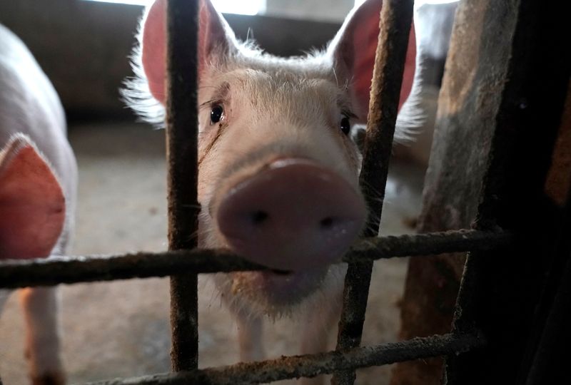 &copy; Reuters. Porco em chiqueiro na província de Henan, na China