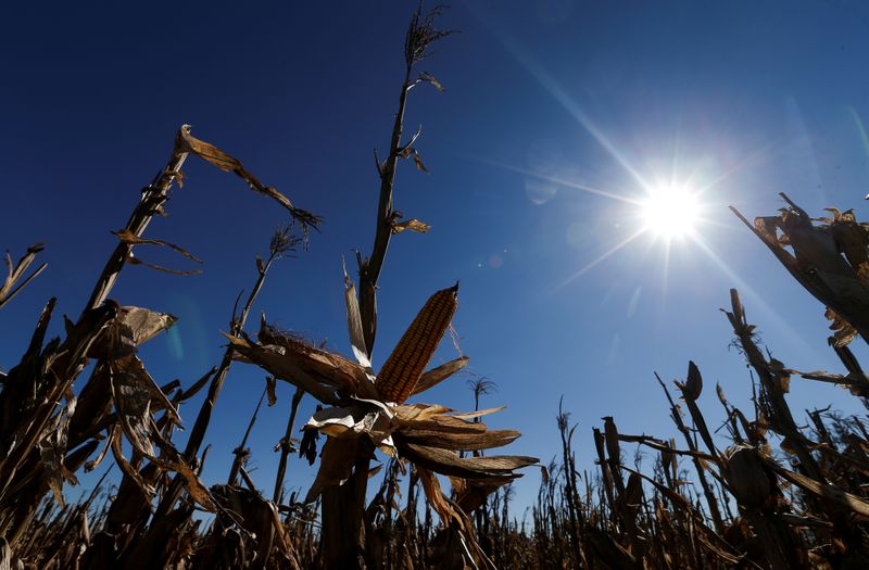 © Reuters. FILE PHOTO: Corn plants are seen in a farm in Lujan, on the outskirts of Buenos Aires