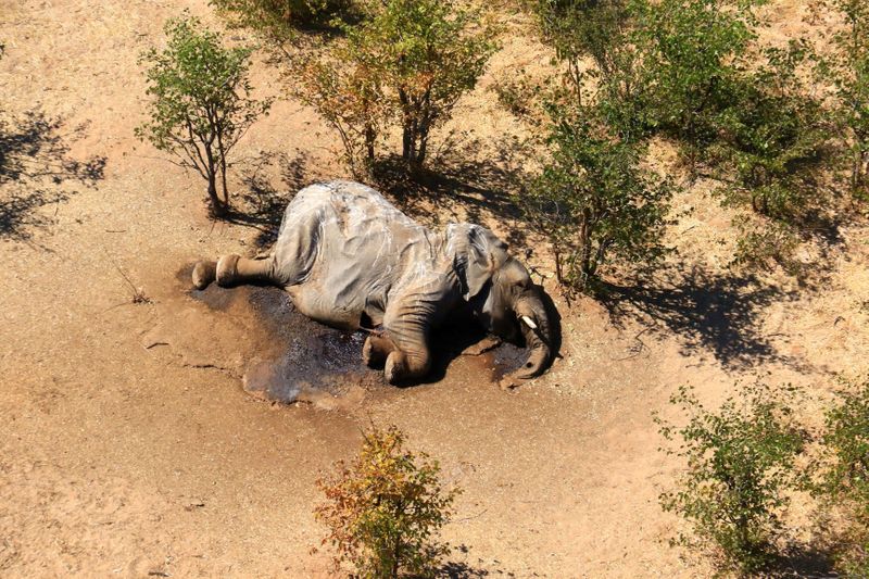 © Reuters. A dead elephant is seen in this undated handout image in Okavango Delta