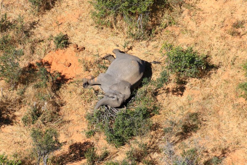 &copy; Reuters. بوتسوانا تحقق لتحديد سبب نفوق 275 فيلا بشكل غامض
