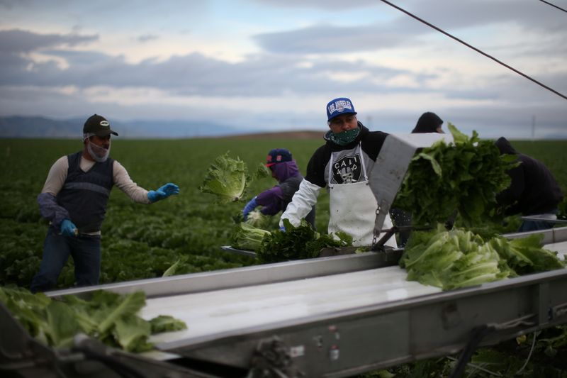 © Reuters. Trabalhadores migrantes durante colheita de vegetais em King City, Califórnia (EUA)