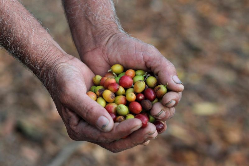 &copy; Reuters. FOTO DE ARCHIVO:  Everardo Barillas Gonzales, un trabajador del café, sostiene cerezas de café en una plantación afectada por un hongo que mata los arbustos, conocido como roya, en Santa Rosa de Lima