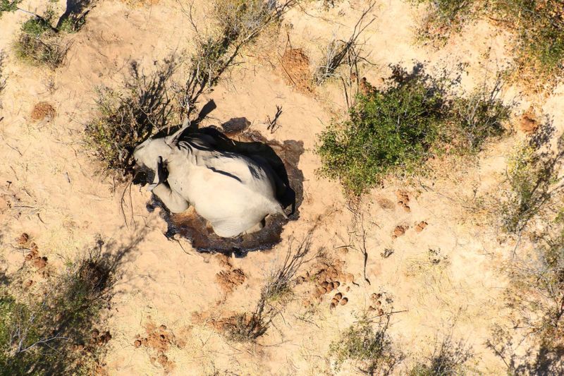 &copy; Reuters. ボツワナでゾウが原因不明の大量死、政府が調査