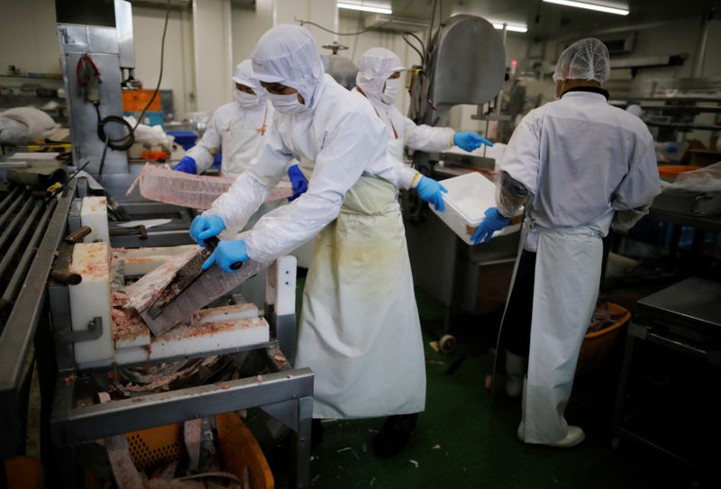 &copy; Reuters. Employees of Misaki Megumi Suisan Co. process frozen tuna for shipping in Miura, Japan