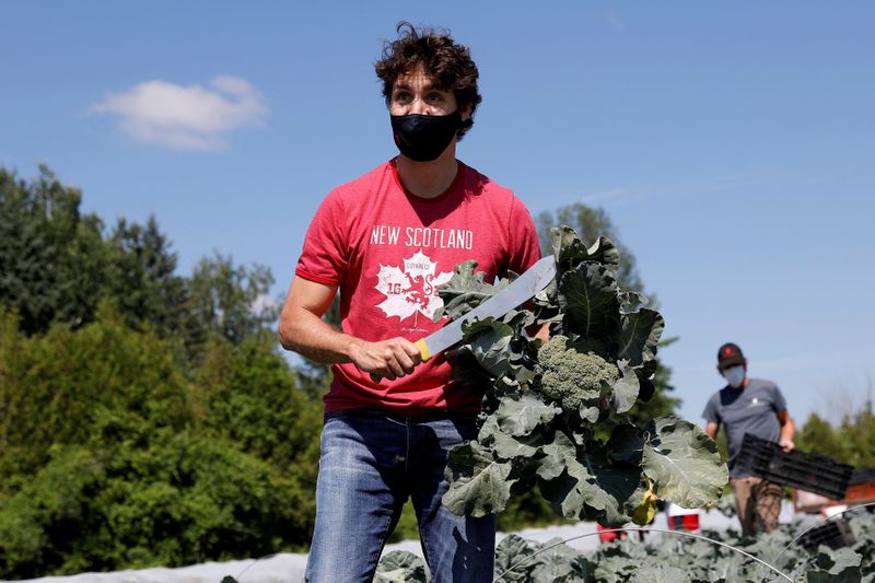 &copy; Reuters. FILE PHOTO: Canada&apos;s PM Trudeau harvests broccoli on Canada Day in Ottawa