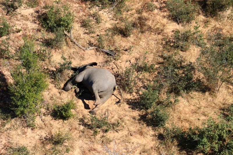 &copy; Reuters. A dead elephant is seen in this undated handout image in Okavango Delta
