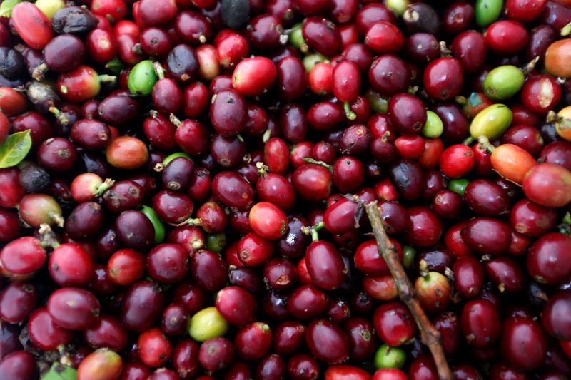 © Reuters. Café recém-colhido em Pueblorrico, Colômbia