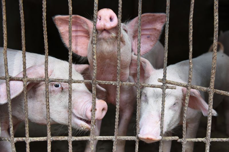 &copy; Reuters. Pigs are seen at a family farm in Fuyang, Anhui