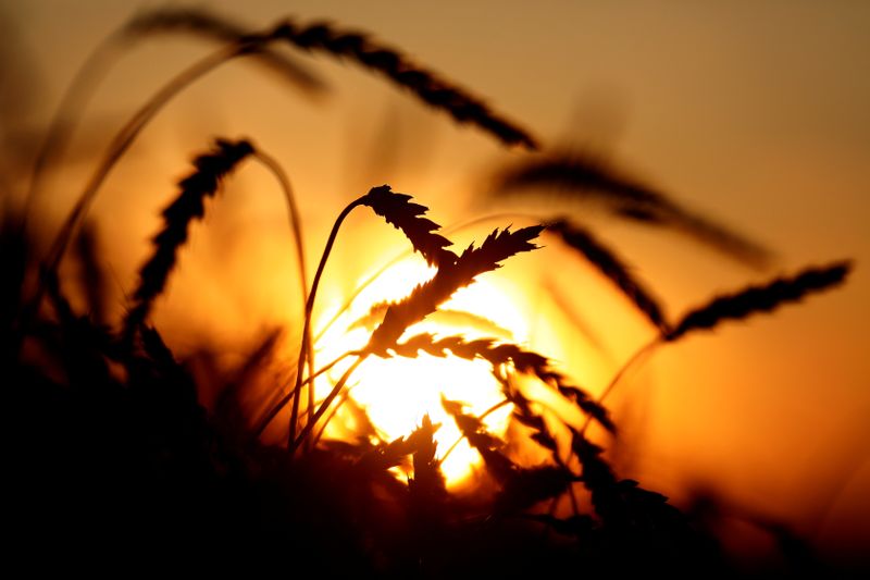 &copy; Reuters. Колосья пшеницы в поле в Красноярском крае