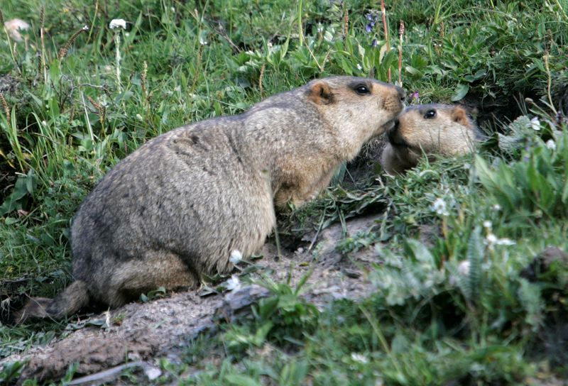 &copy; Reuters. FILE PHOTO: Marmots meet at entrance of their lair in Yushu