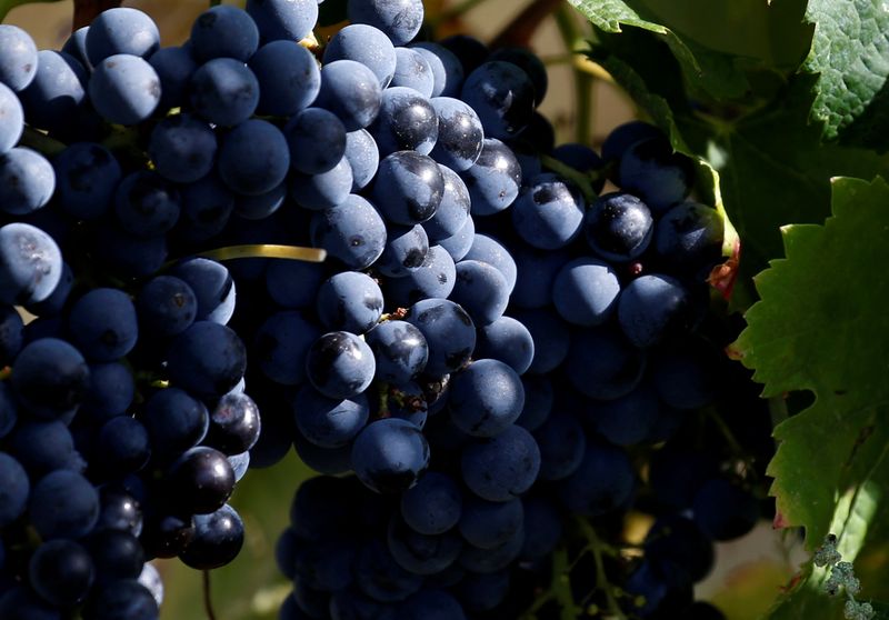 © Reuters. FOTO DE ARCHIVO: Racimos de uvas en Cenac