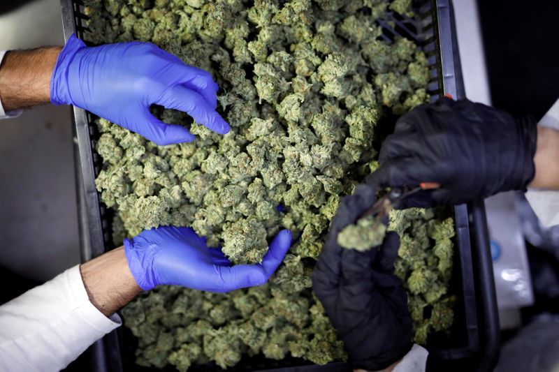 &copy; Reuters. FILE PHOTO: Employees sort medical cannabis flowers at Pharmocann, an Israeli medical cannabis company in northern Israel