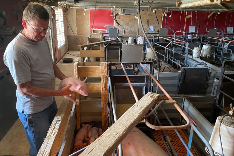 &copy; Reuters. Farmer Ron Mueller checks a piglet on his farm in Cropsey