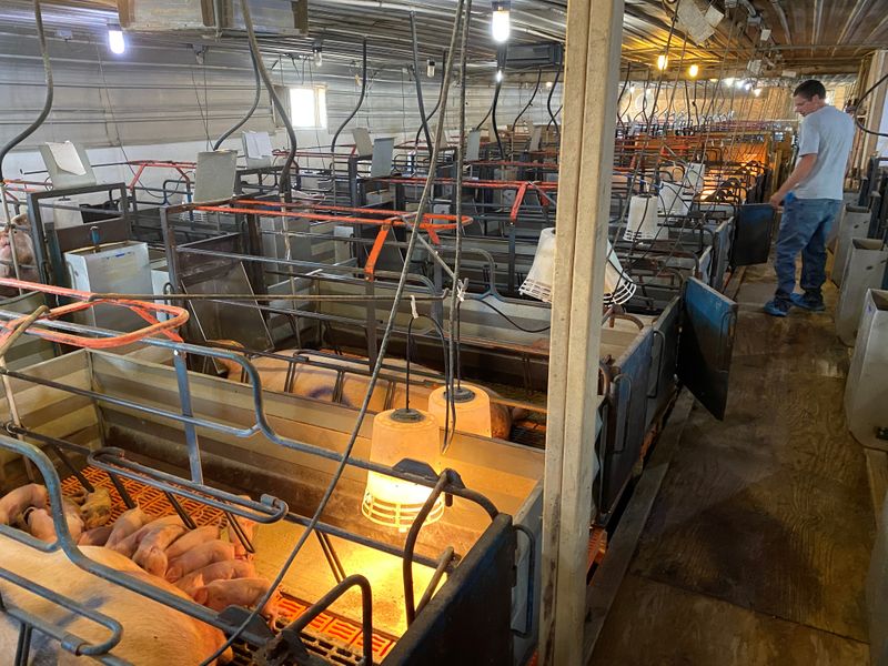 &copy; Reuters. Farmer Ron Mueller checks on newborn piglets and their mothers on his farm in Cropsey