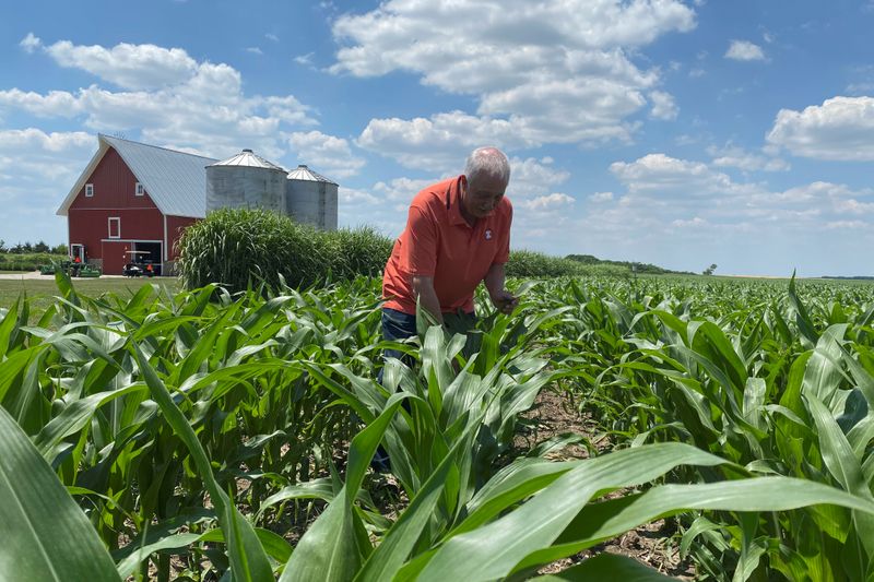 © Reuters. Grain farmer Jim Niewold inspects corn plants on his farm in Loda