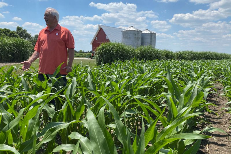 © Reuters. Grain farmer Jim Niewold inspects corn plants on his farm in Loda